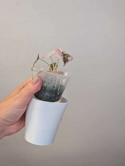 Alocasia  cuprea  pink variegated 🦄