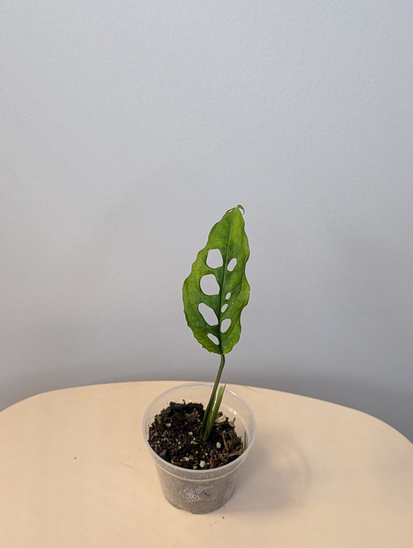 Monstera Oblique Peru