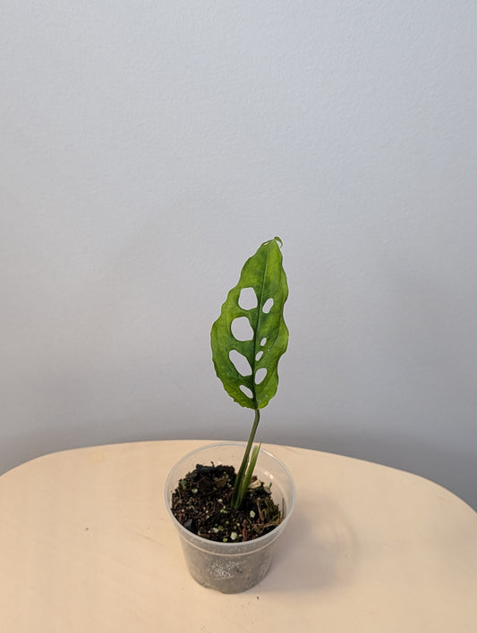Monstera Oblique Peru