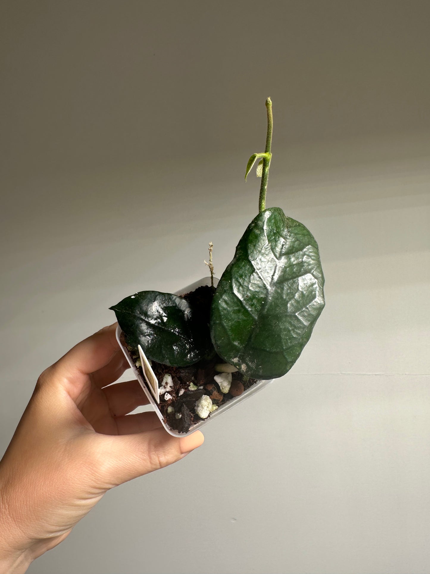 Hoya Vilosa Dang / the fuzzy underside of a leaf