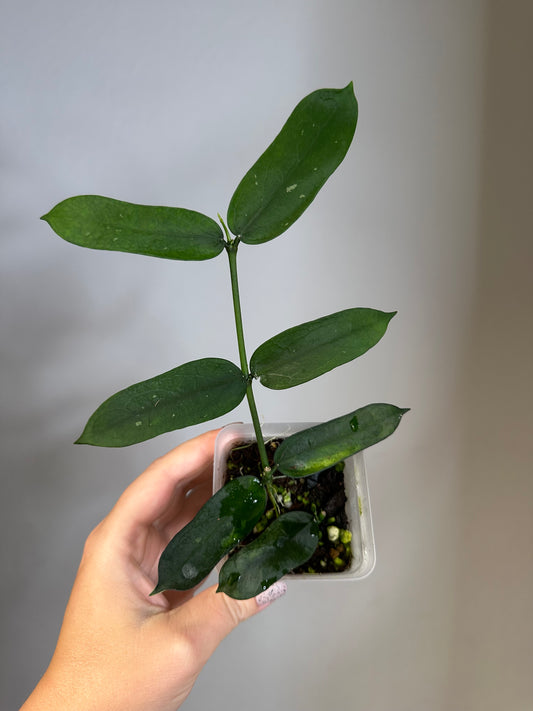 Hoya pandurata
