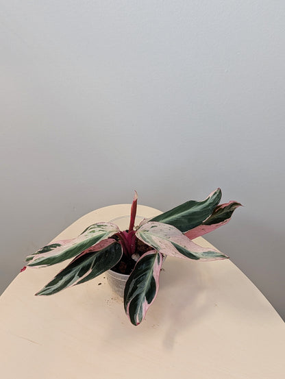 Stromanthe multicolor/ rare