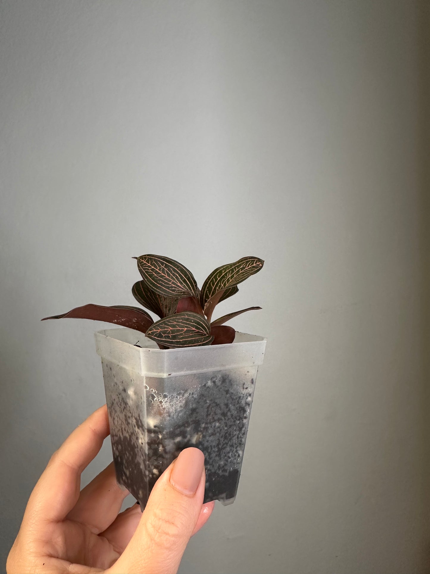 Jewel Orchid Ludisia Discolor Spiderman / three growing points