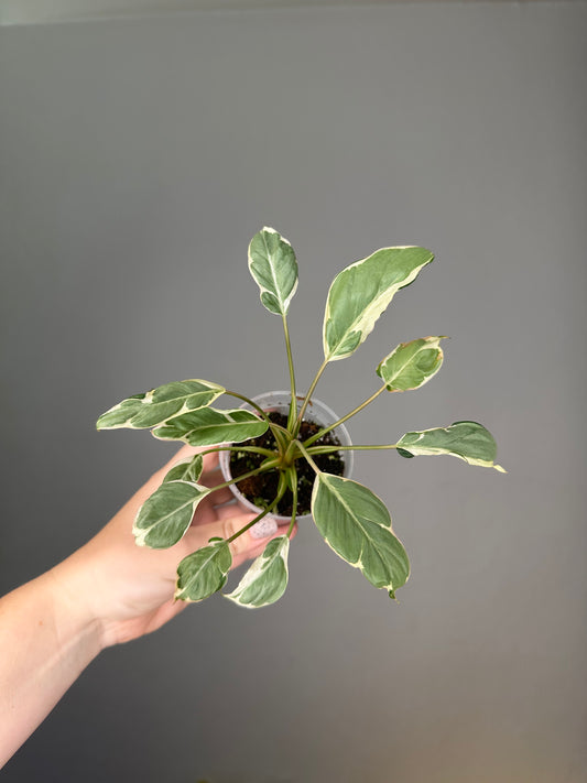 Homalomena  stardust 🦄