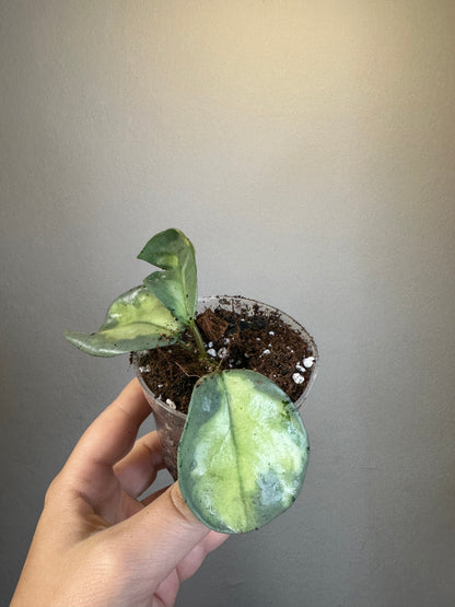 Hoya carnosa Argentea princess