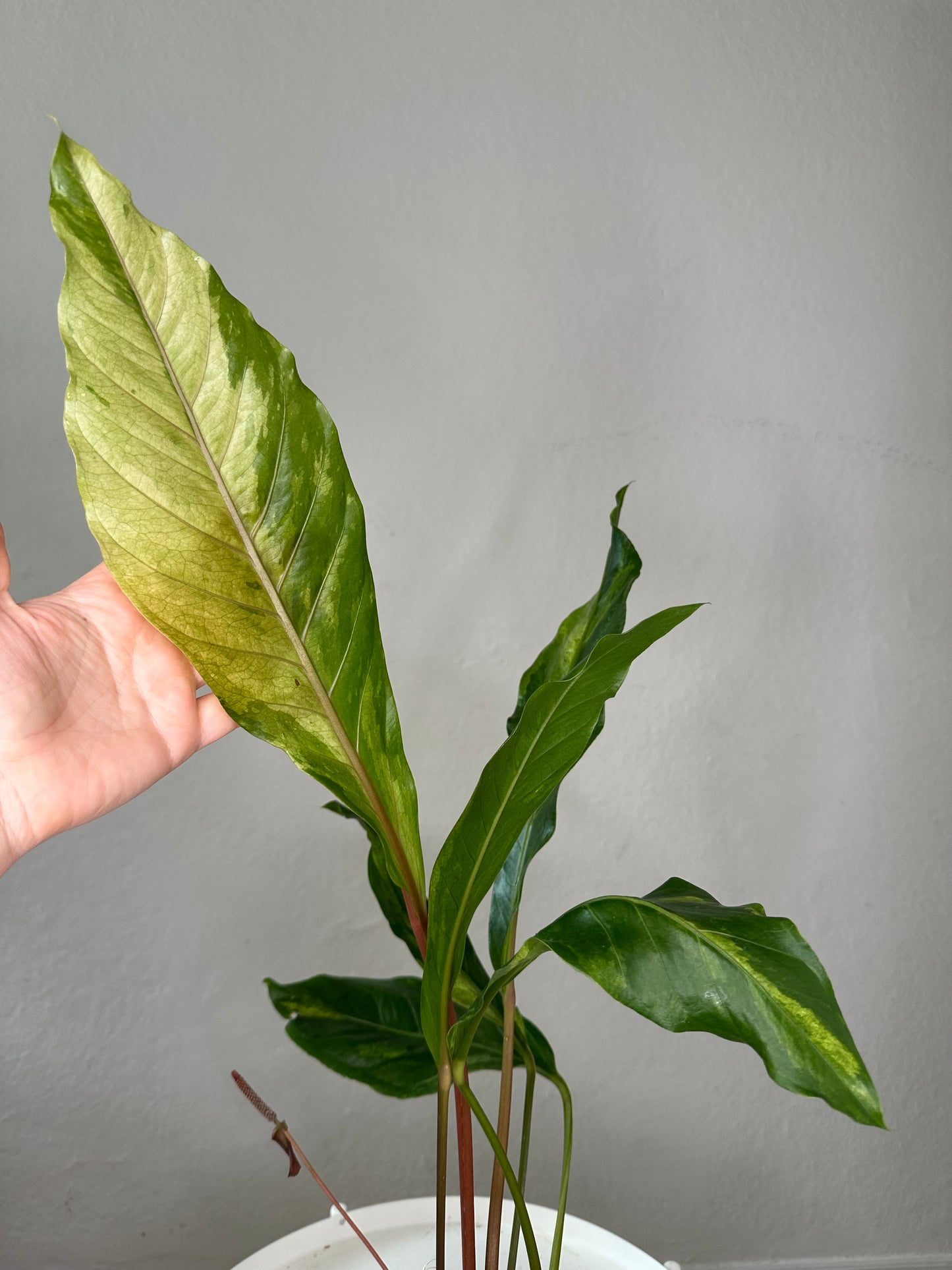 Anthurium hookeri variegated