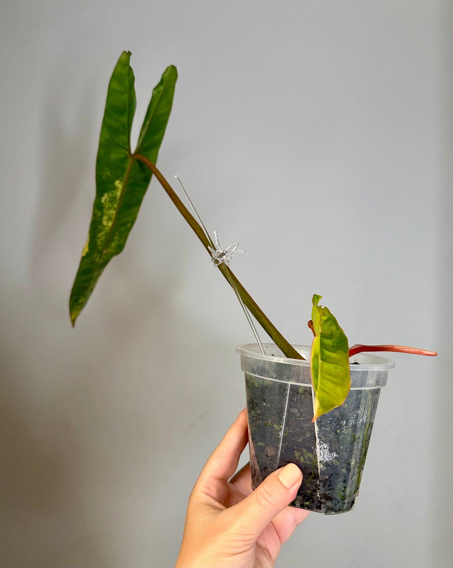 Philodendron Billitae variegated