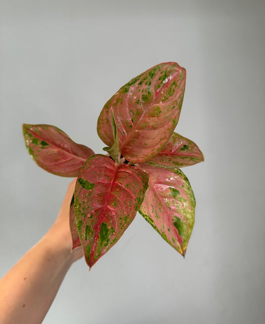 Aglaonema red sp