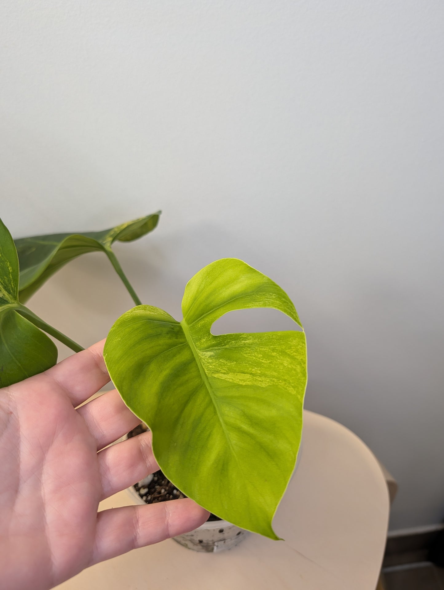 Monstera yellow variegated