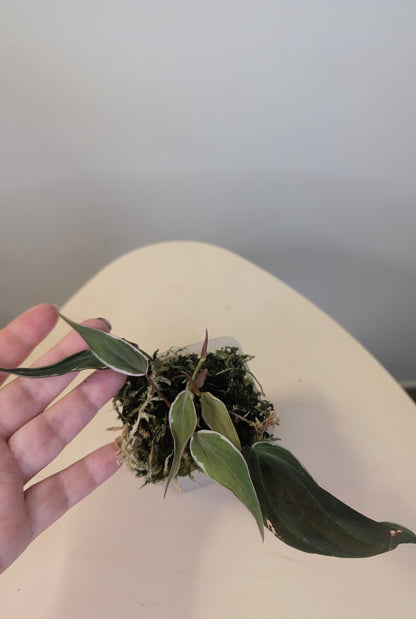 Philodendron Micans Halo / sparkling variegated leaves