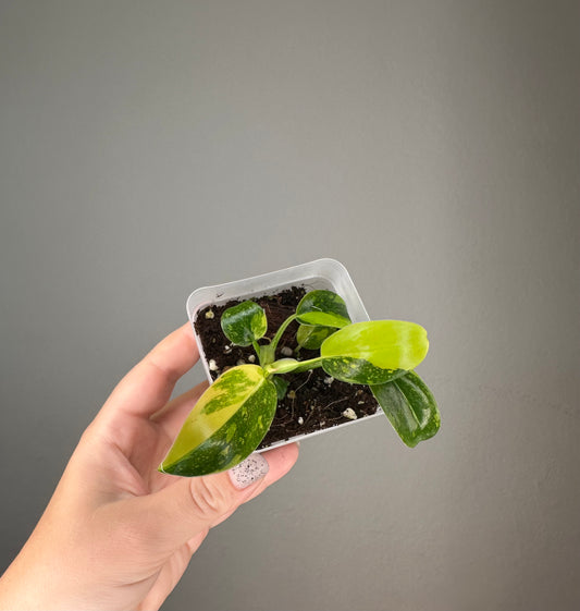 Philodendron green Congo hybrid variegated / small plant