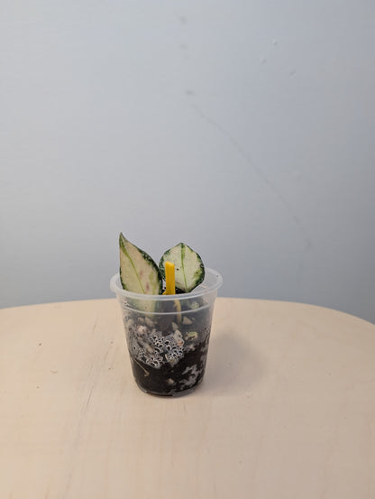 Hoya nabawanensis panaché / une bouture avec une nouvelle pousse et des racines