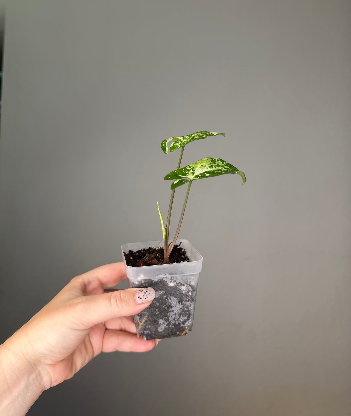 Syngonium panda galaxy
