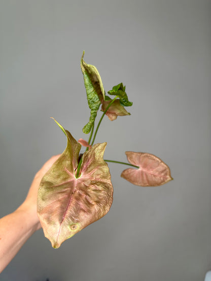 Syngonium pink mosaic
