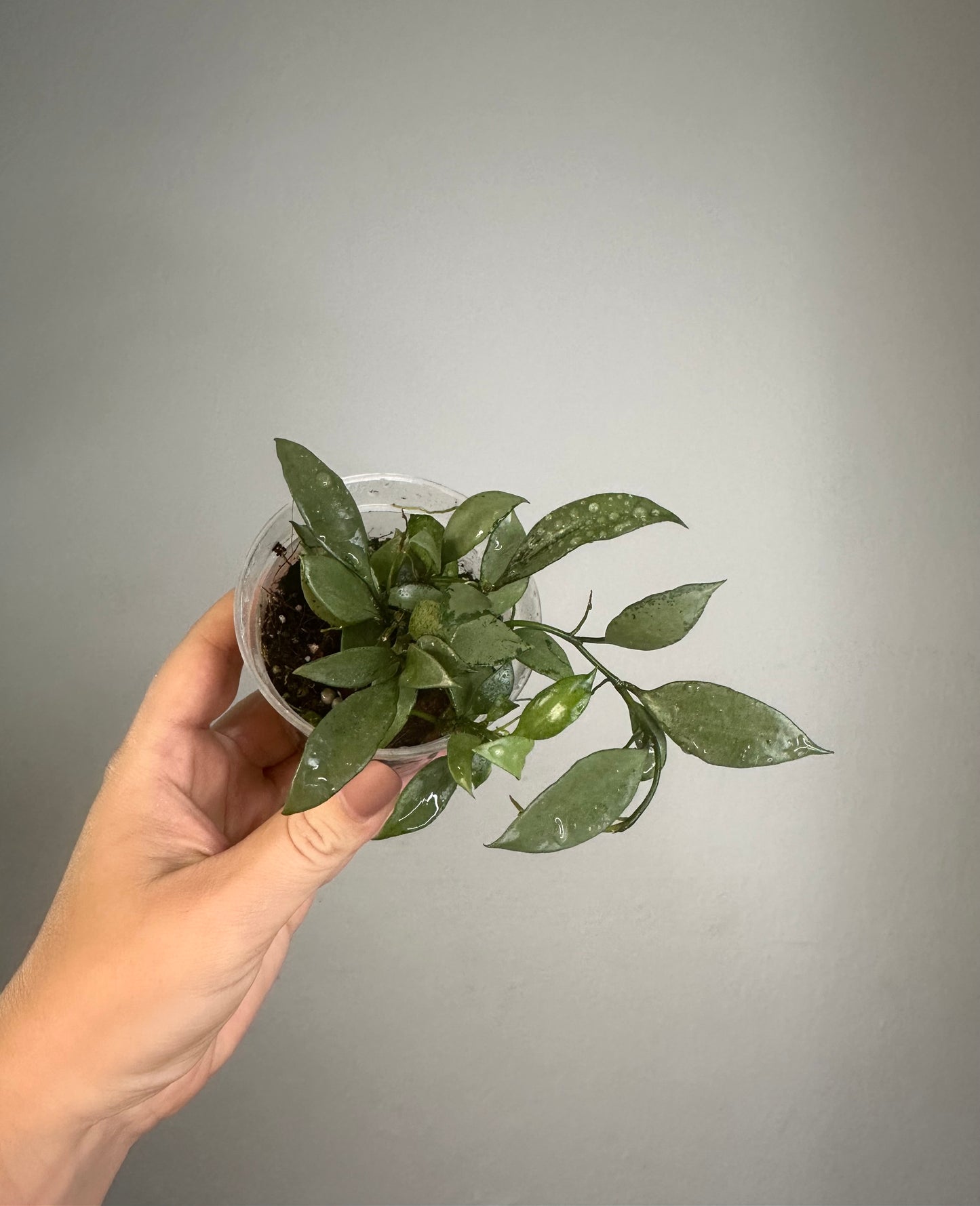 Hoya lacunosa silver 🩶 / a few cuttings in a pot