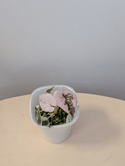 Alocasia  cuprea  pink variegated 🦄