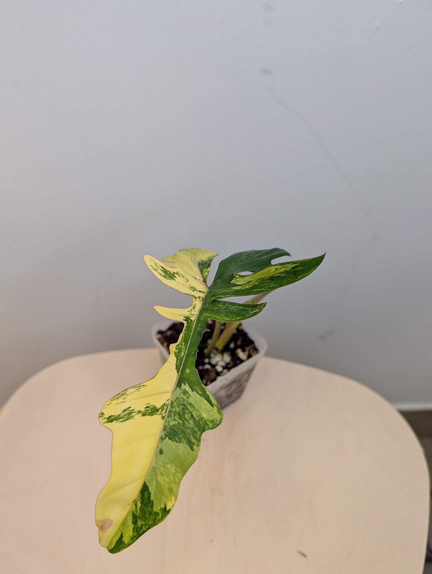 Philodendron Florida & Tortum variegated