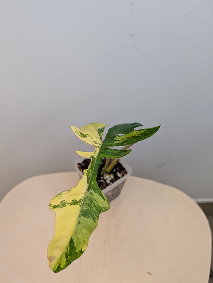 Philodendron Florida & Tortum variegated