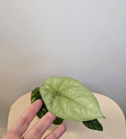 Alocasia sinuata albo mint variegated