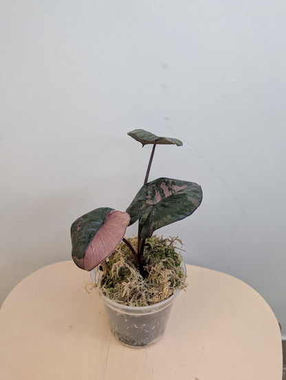 Alocasia serendipity rose panaché