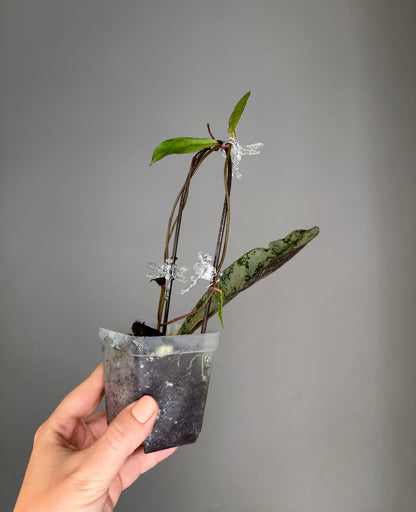 Hoya mitrata silver / three nodes plant