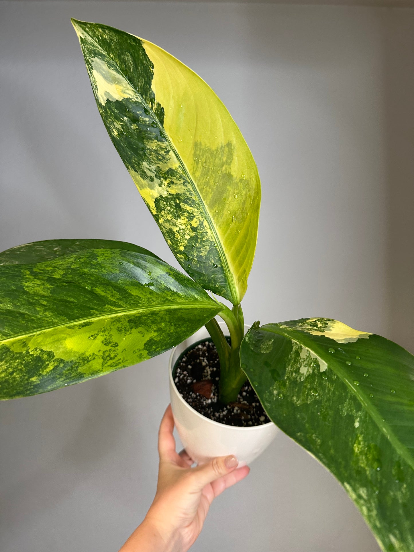 Dieffenbachia Variegated