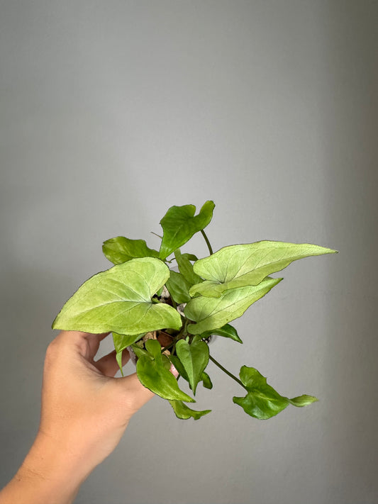 Syngonium Ngern Lai Ma