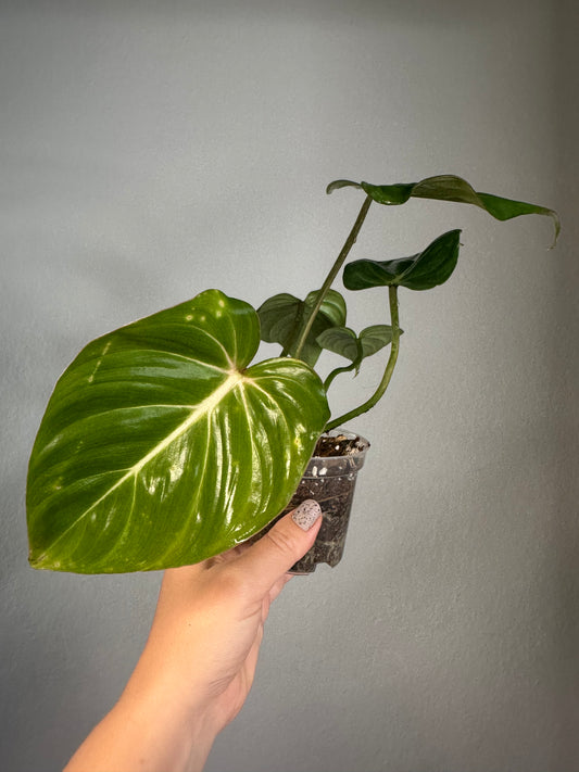 Philodendron Gloriosum /reverted from variegated