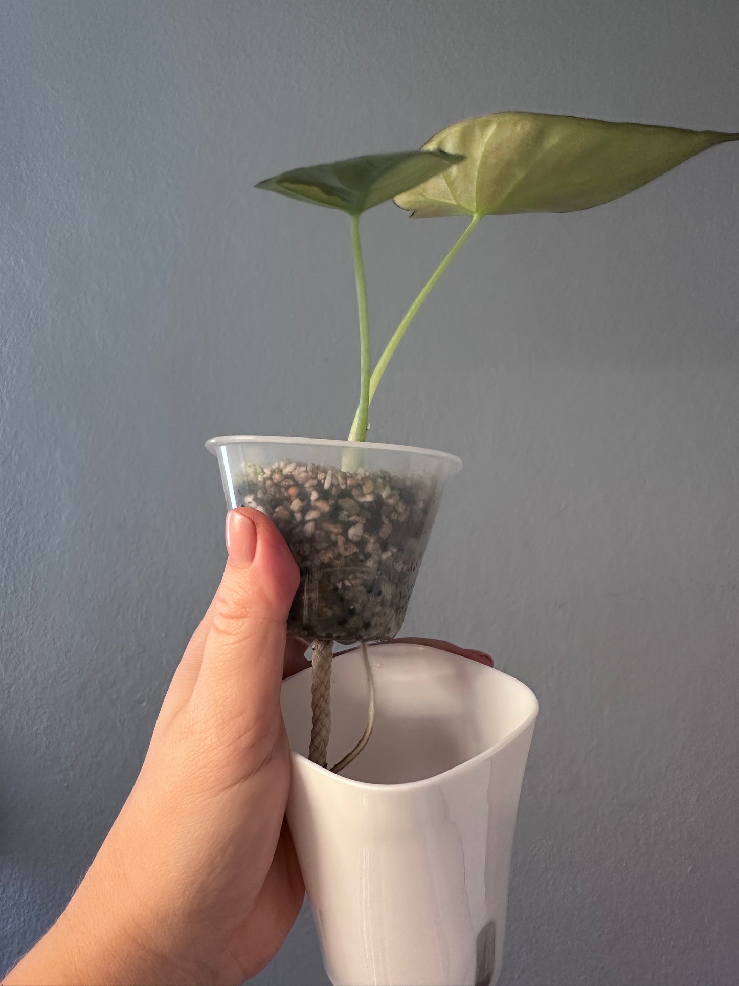 Alocasia regal shields mint variegated/ homegrown