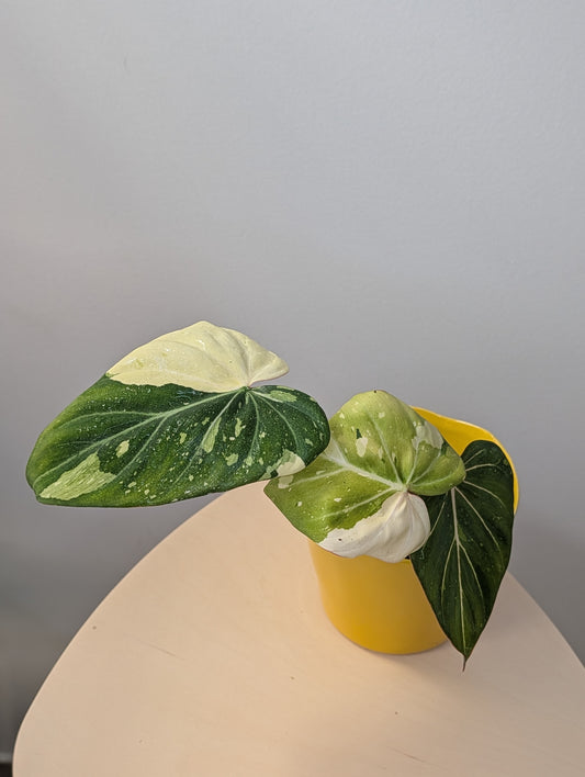 Philodendron gloriosum variegated
