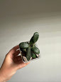 Hoya GPS 7240 / Hoya-tiny stones