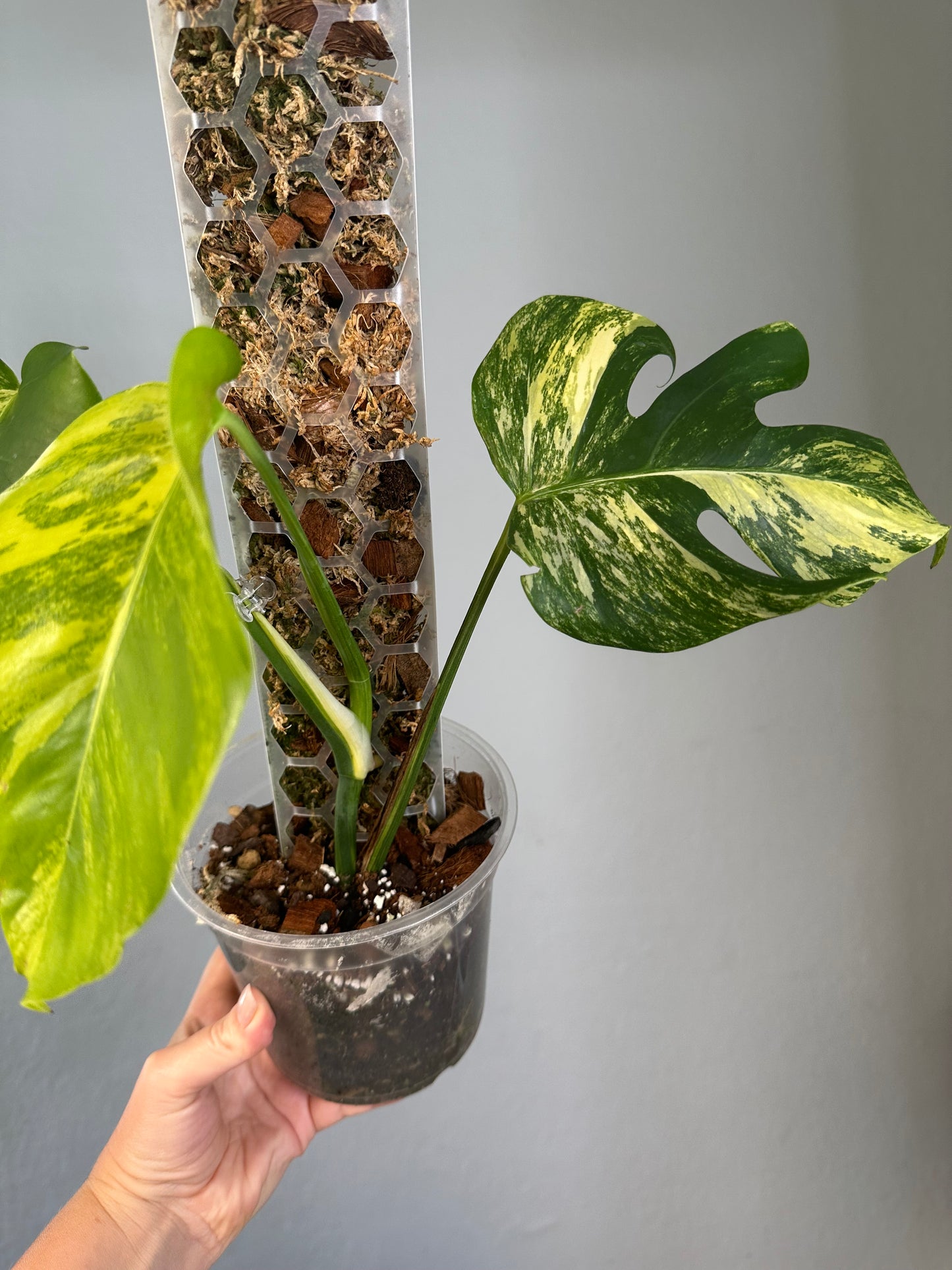 Monstera yellow variegated