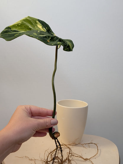 Philodendron gloriosum variegated cutting with roots