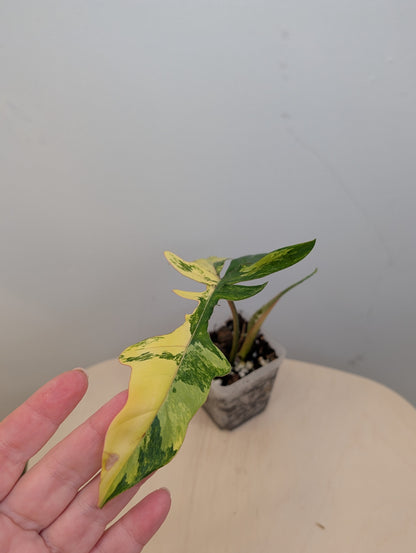Philodendron Florida & Tortum variegated