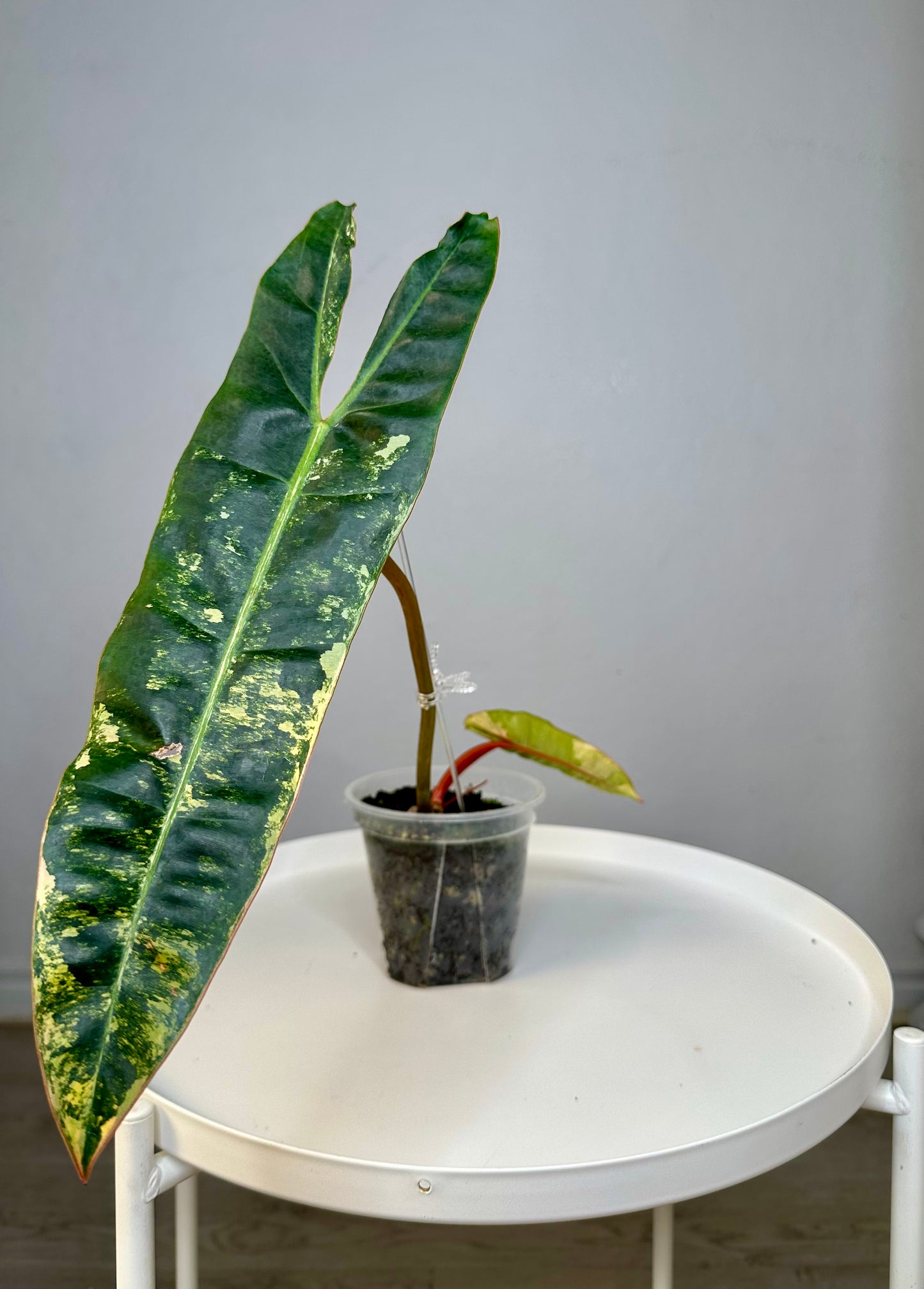 Philodendron Billitae variegated