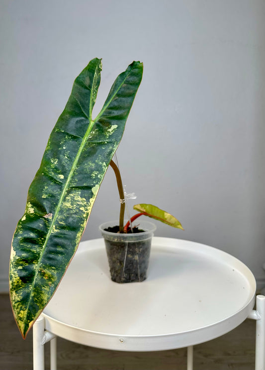 Philodendron Billitae variegated