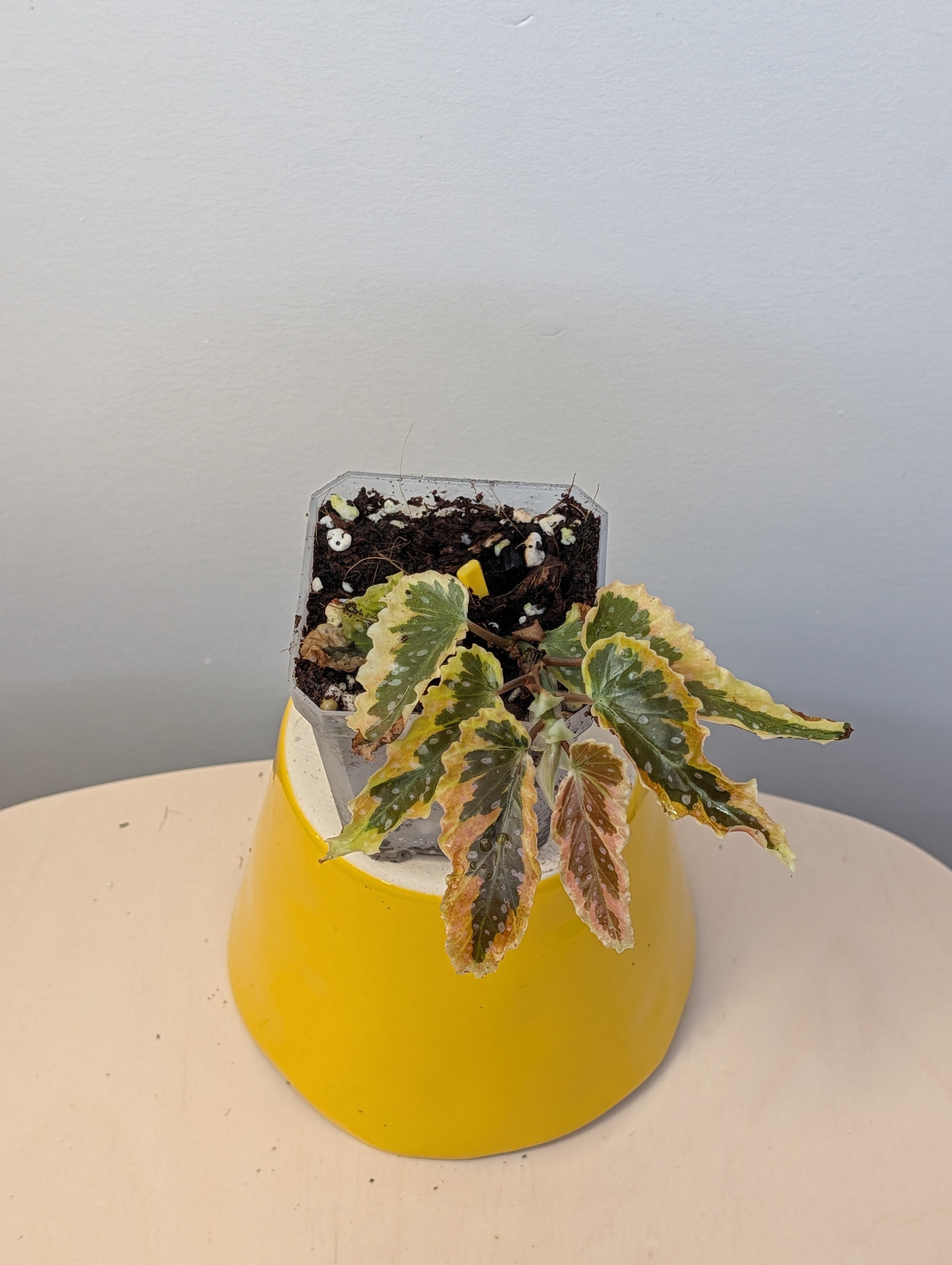Begonia Dainty Spray Sport European version/ rare – Sunflower
