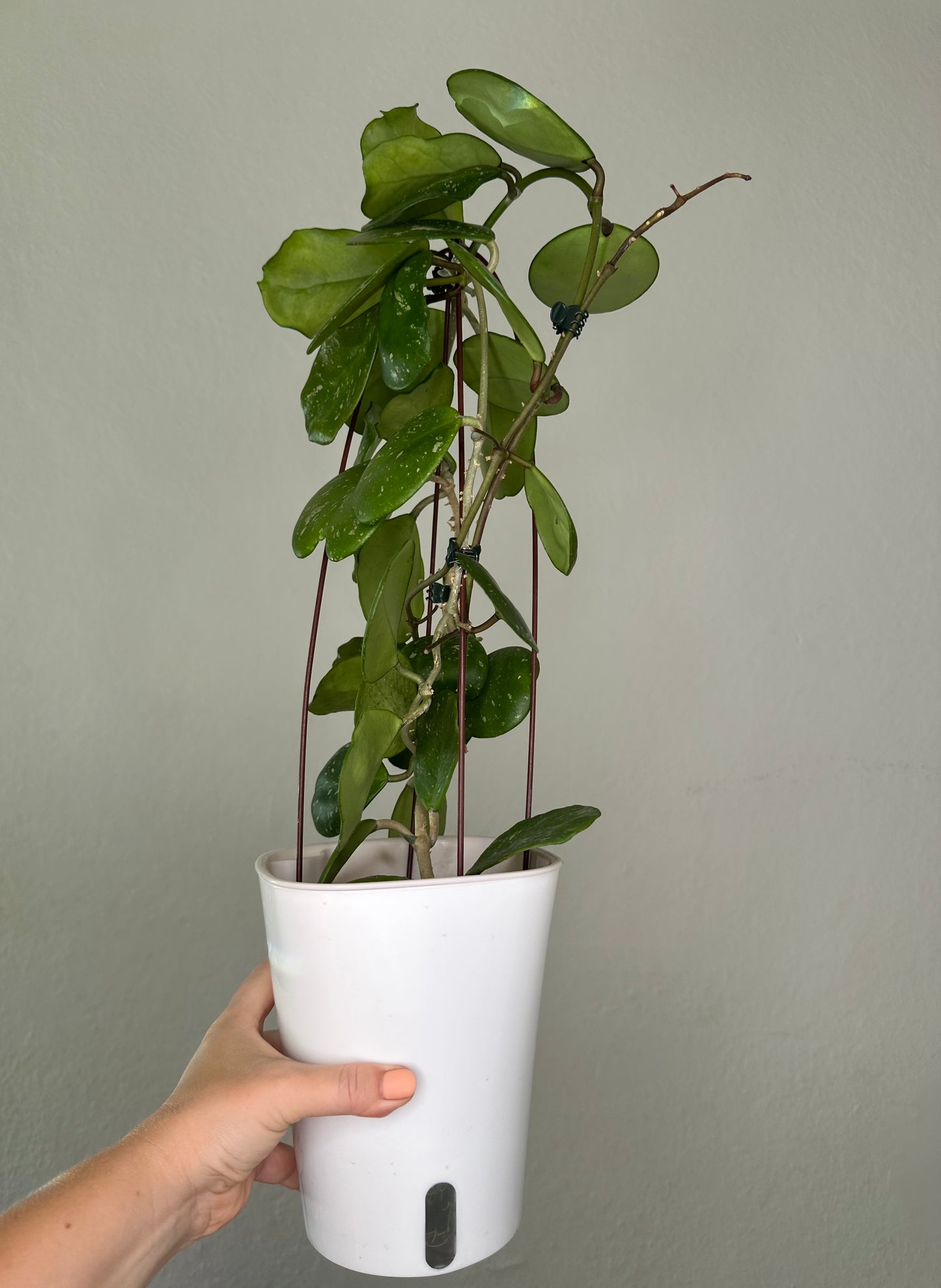 Hoya obovata splash / in a self watering pot