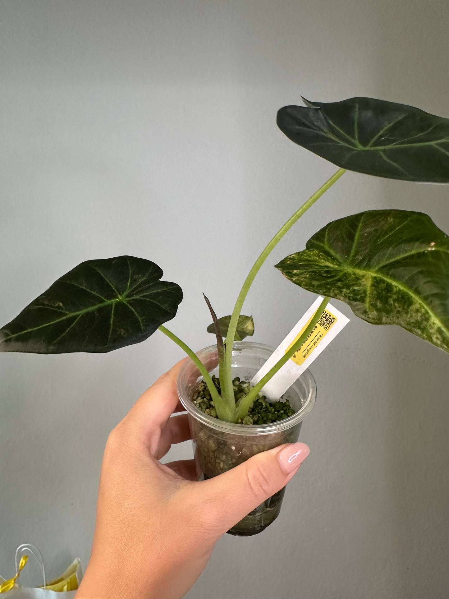 Alocasia regal shields aurea variegated / homegrown