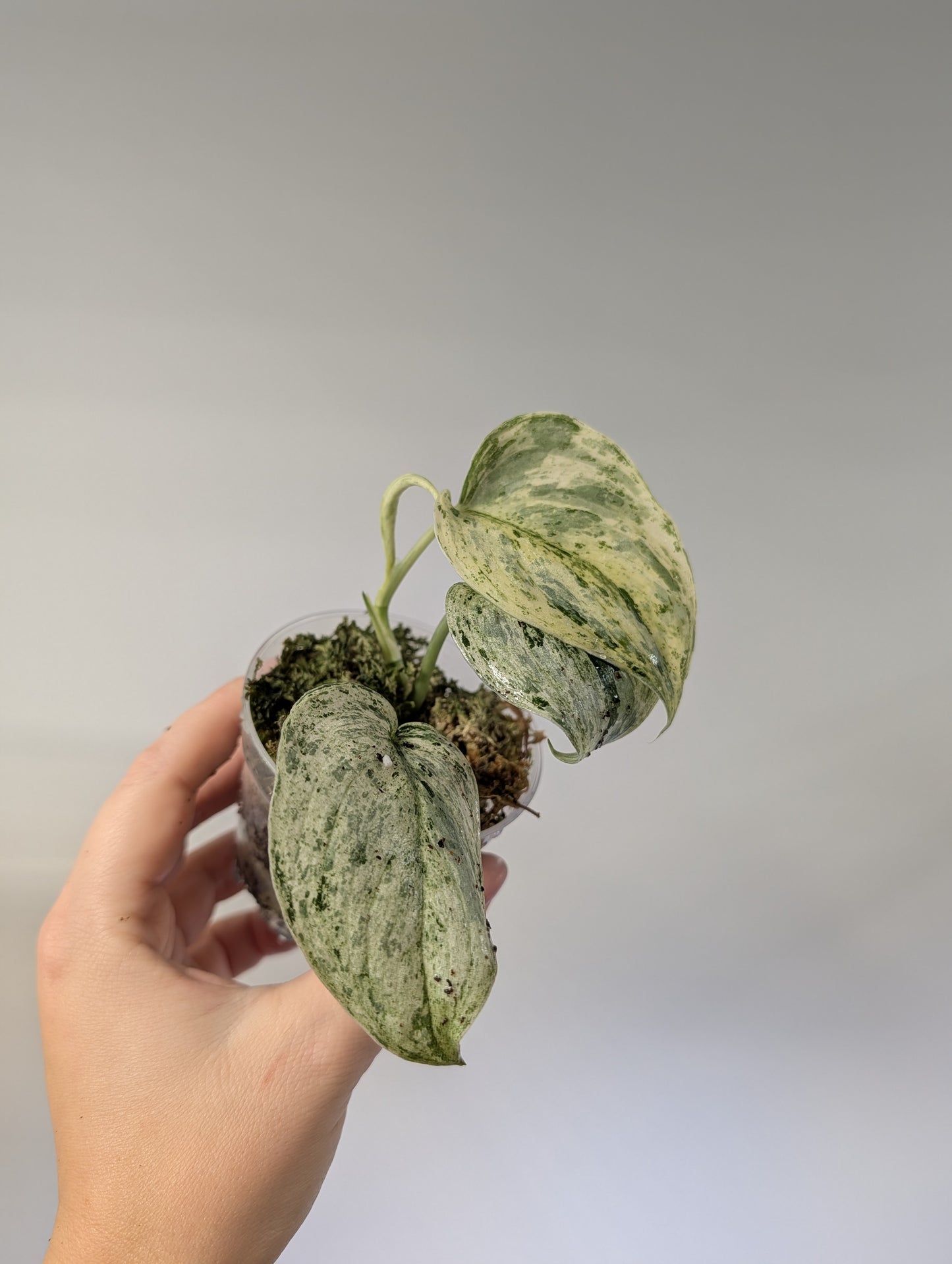 Scindapsus peasun variegated