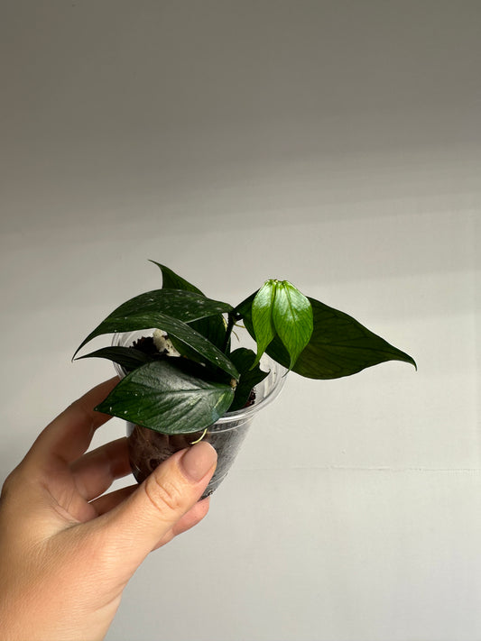 Hoya Polyneura