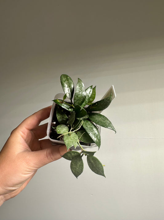 Hoya lacunosa white pearl / a few cuttings in a pot