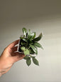 Hoya lacunosa white pearl / a few cuttings in a pot
