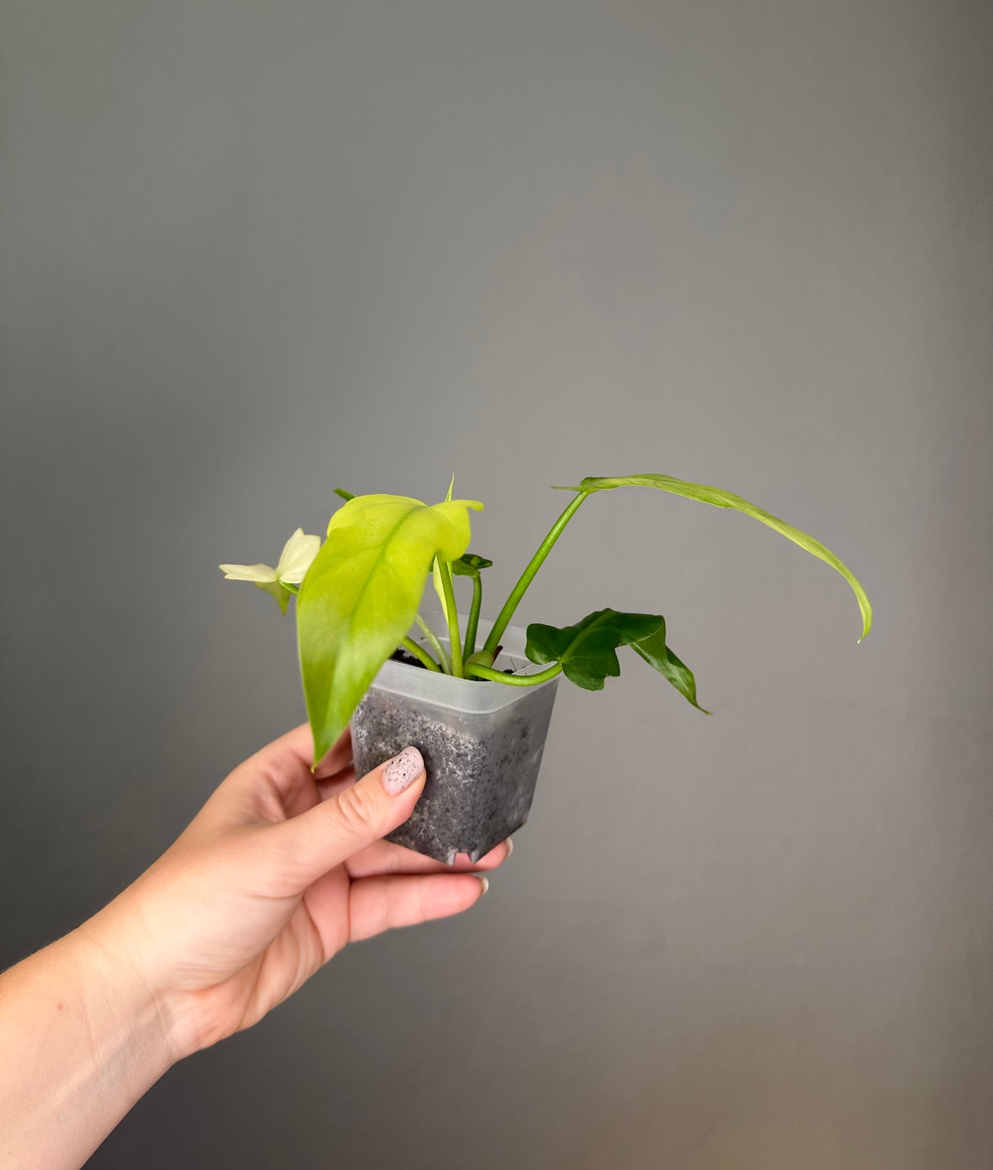 Philodendron Bob Cee variegated