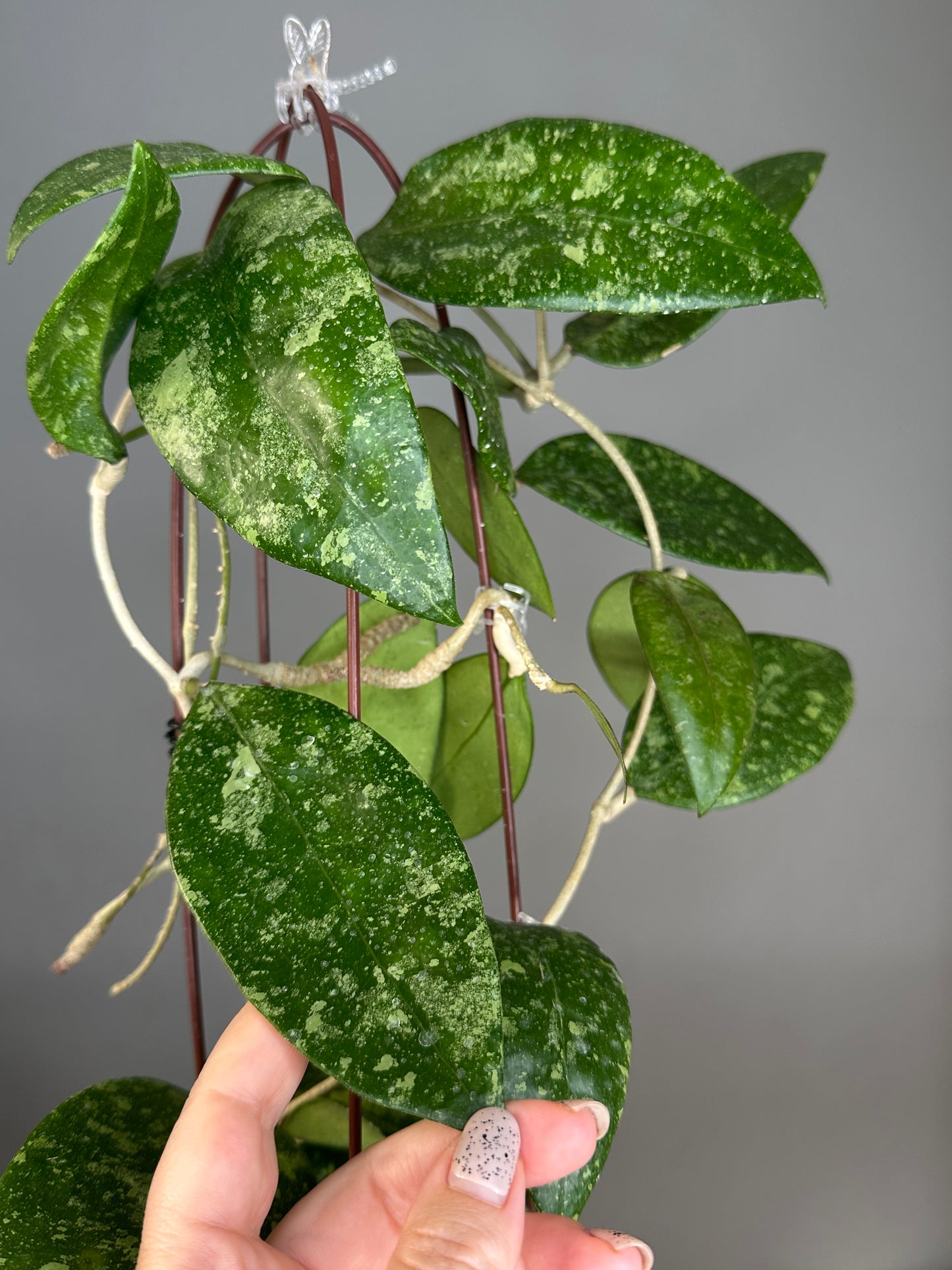 Hoya Ko Chang / mature plant that has bloomed many times 🌸