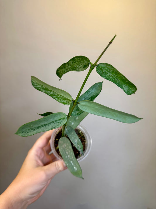 Hoya pandurata silver