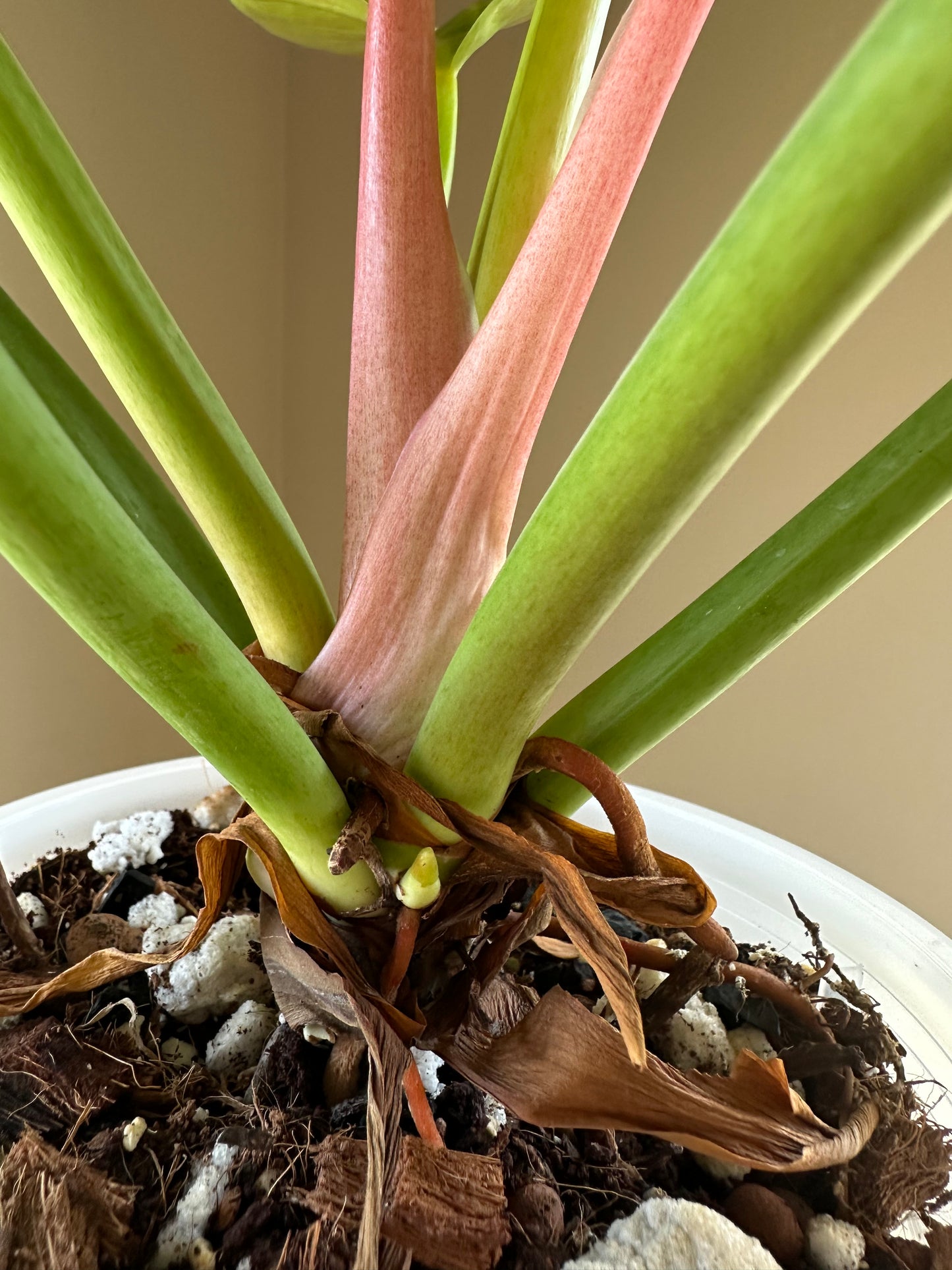 Philodendron green congo