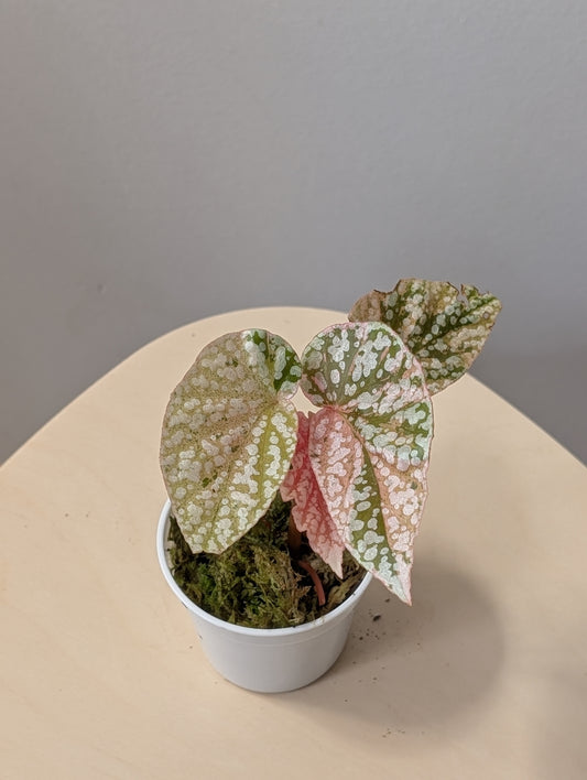 Begonia Snow Capped variegated