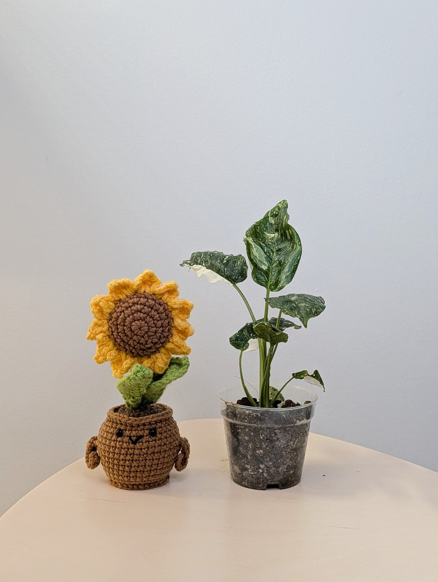 Schismatoglottis Albo variegated