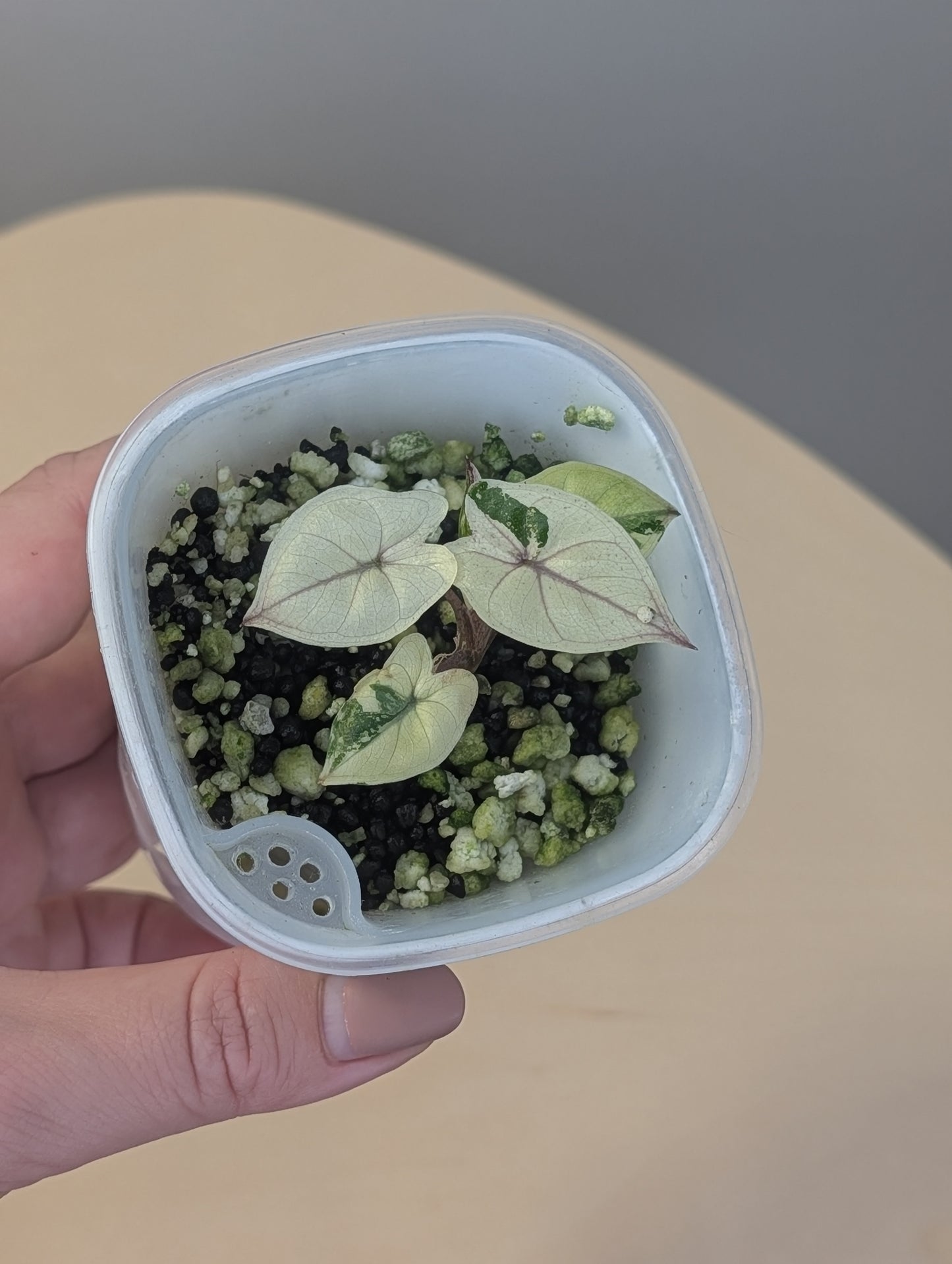 Alocasia Yucatán princess variegated / NOT A SERENDIPITY/  first photo - mother plant